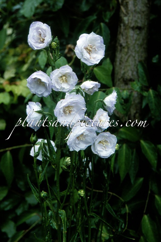 Campanula persicifolia ‘La Bello’