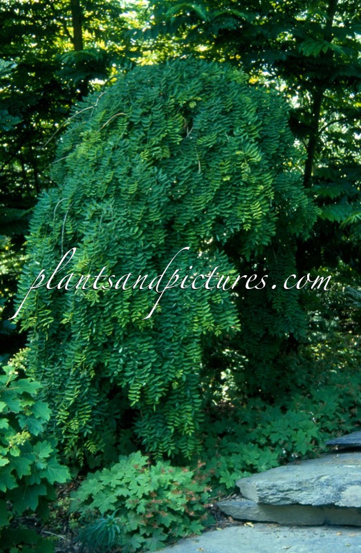 Styphnolobium japonicum ‘Pendula’