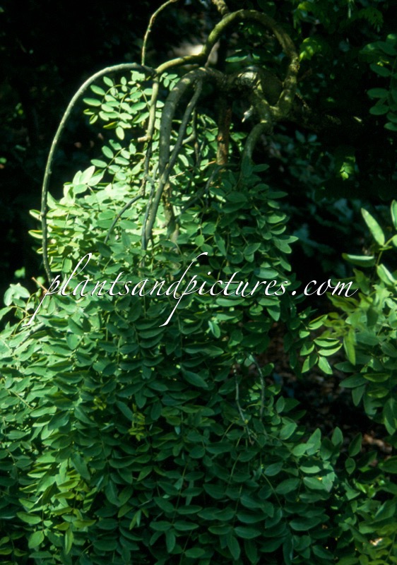 Styphnolobium japonicum ‘Pendula’