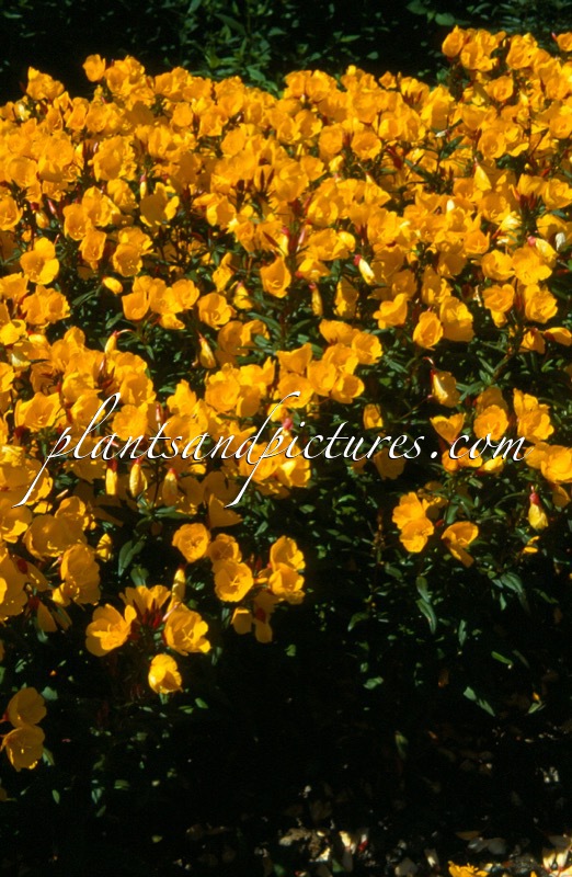 Oenothera fruticosa ‘Sonnenwende’