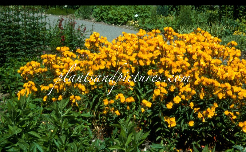 Oenothera fruticosa ‘Sonnenwende’