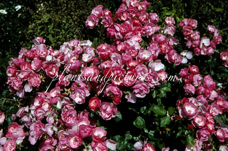 Rosa ‘Korday’ (ANGELA; ANGELICA)