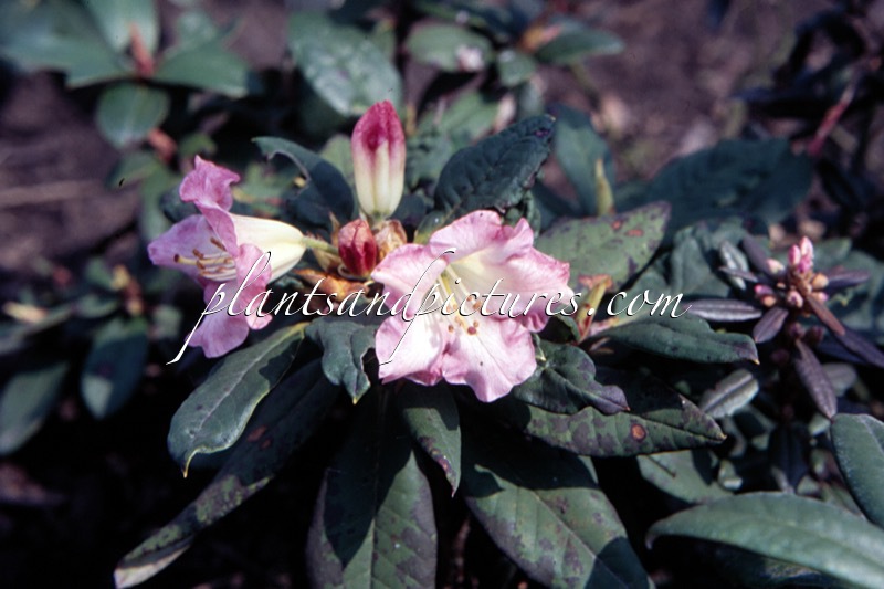 Rhododendron citriniflorum
