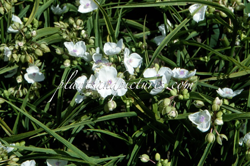 Tradescantia ‘White Doll’