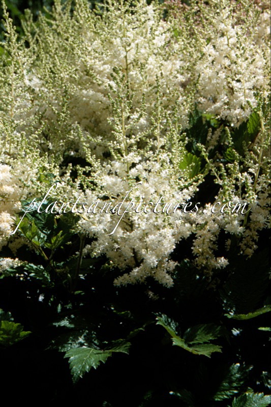 Astilbe ‘White Wings’
