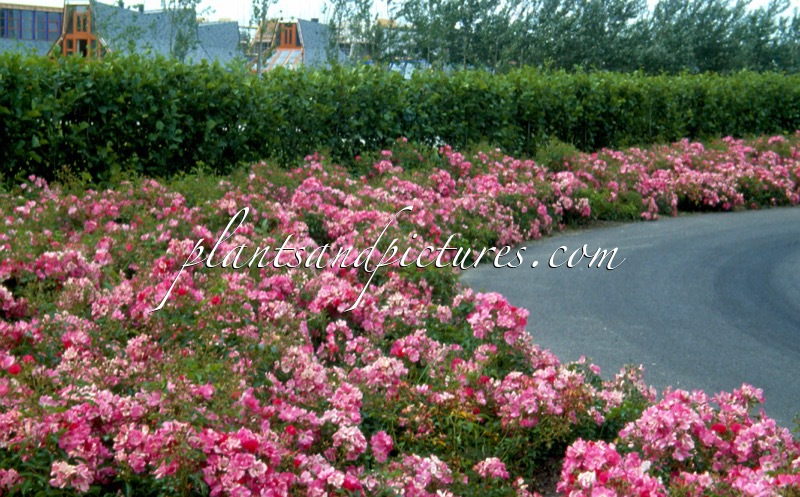 Rosa ‘Bokramar’ (FLORIADE 2002)