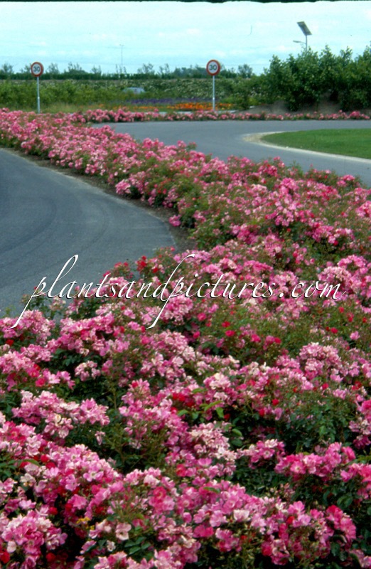 Rosa ‘Bokramar’ (FLORIADE 2002)