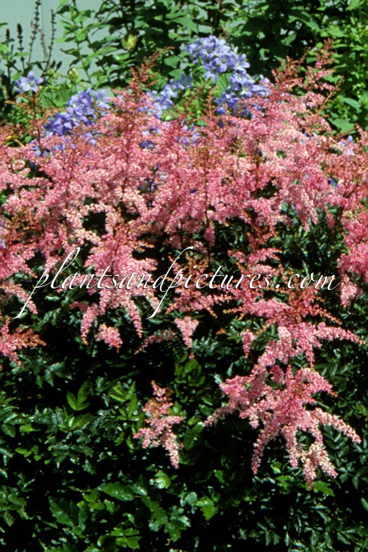 Astilbe ‘Flamingo’