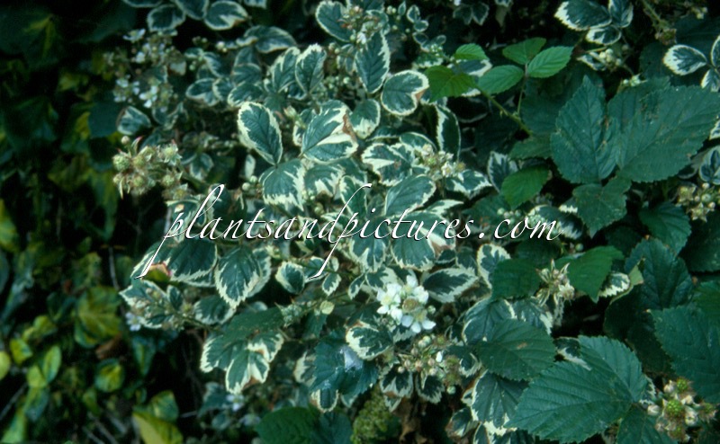 Rubus fruticosus ‘Variegatus’