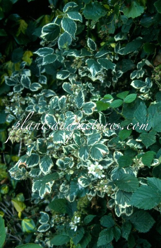 Rubus fruticosus ‘Variegatus’