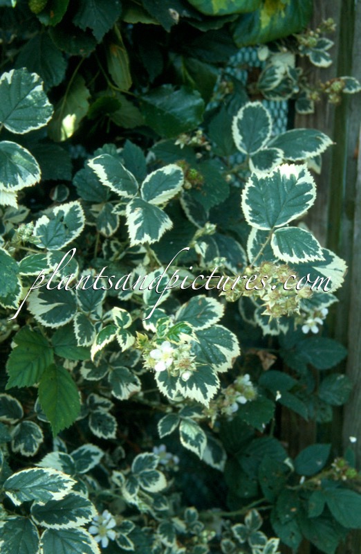 Rubus fruticosus ‘Variegatus’