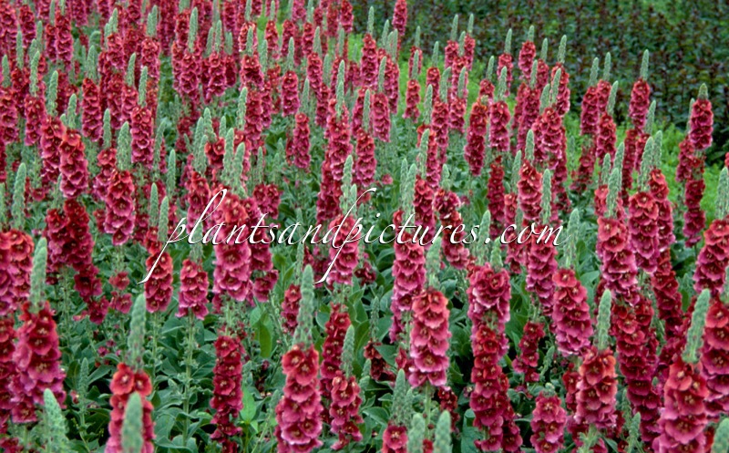 Verbascum ‘Cherry Helen’