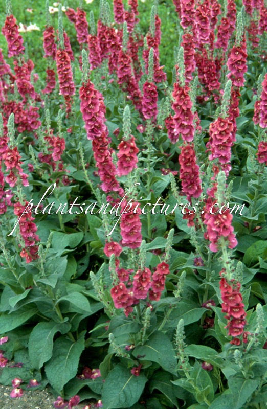 Verbascum ‘Cherry Helen’