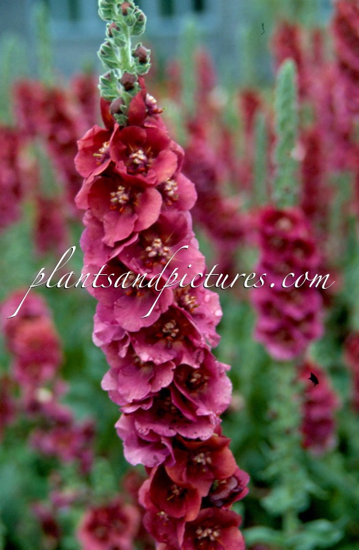 Verbascum ‘Cherry Helen’