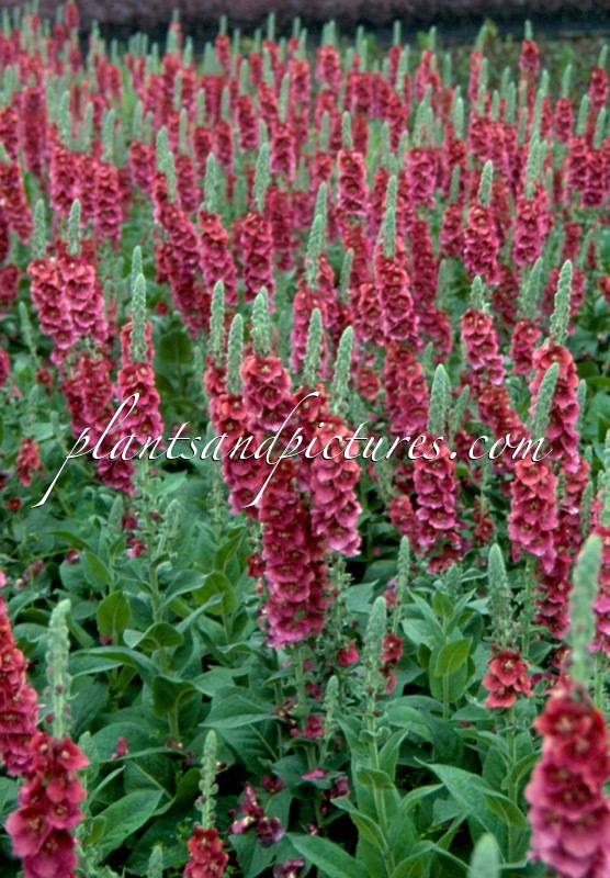 Verbascum ‘Cherry Helen’