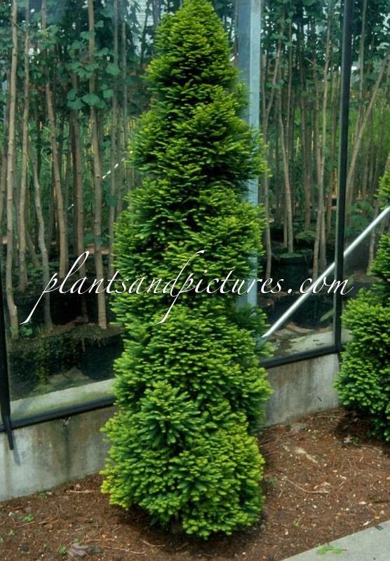 Taxodium distichum ‘Pevé Minaret’