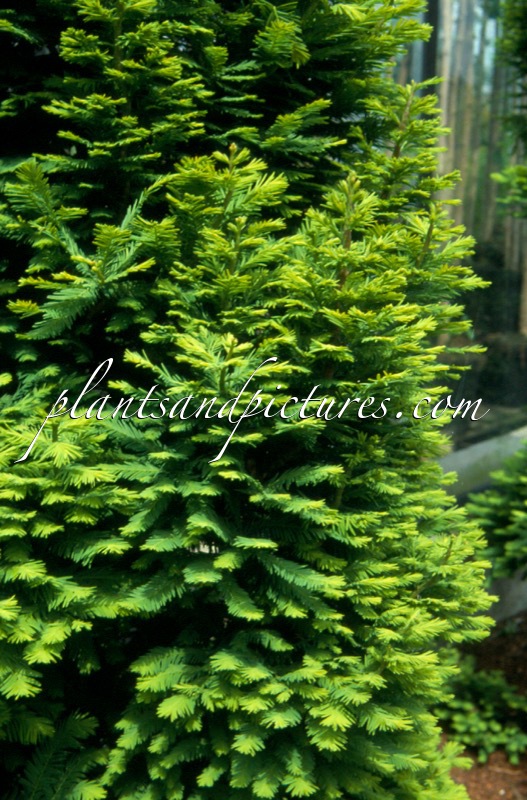 Taxodium distichum ‘Pevé Minaret’