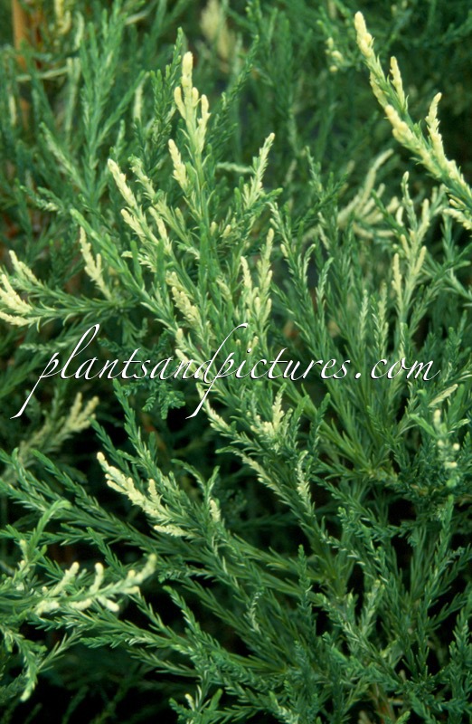 Sequoiadendron giganteum ‘French Beauty’