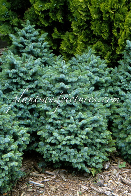Picea sitchensis ‘Tenas’