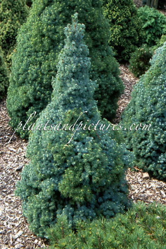 Picea glauca ‘Sander’s Blue’