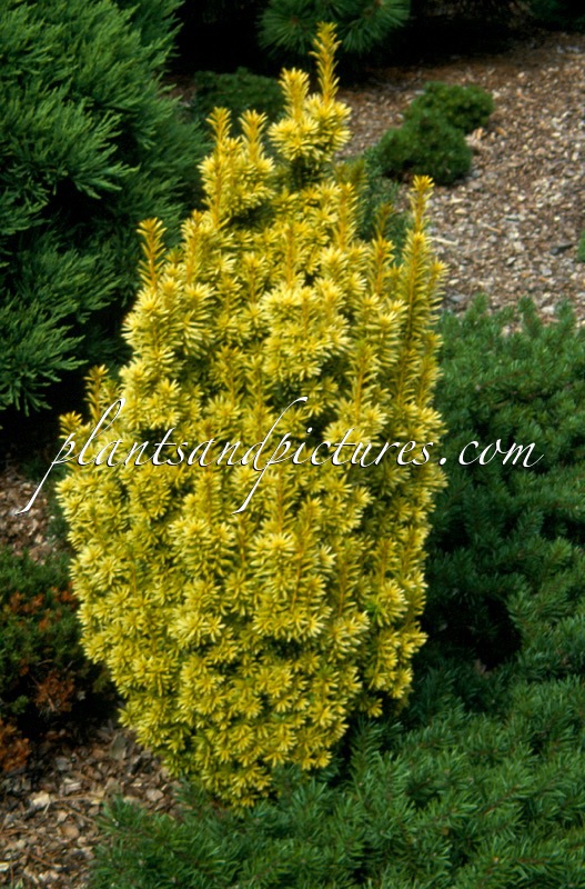 Taxus baccata ‘Aldenham Gold’