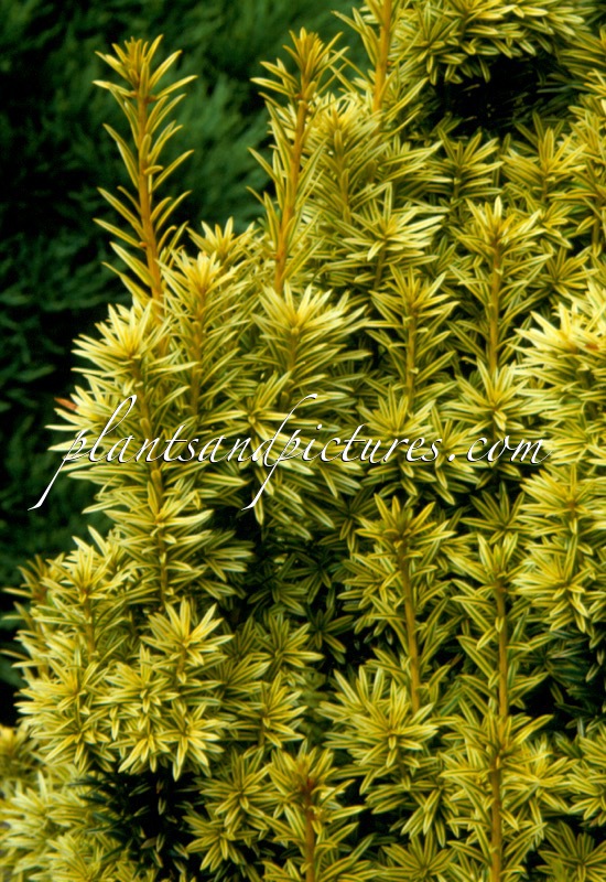 Taxus baccata ‘Aldenham Gold’