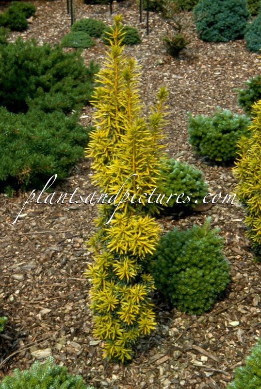 Taxus baccata ‘Krzysztof’