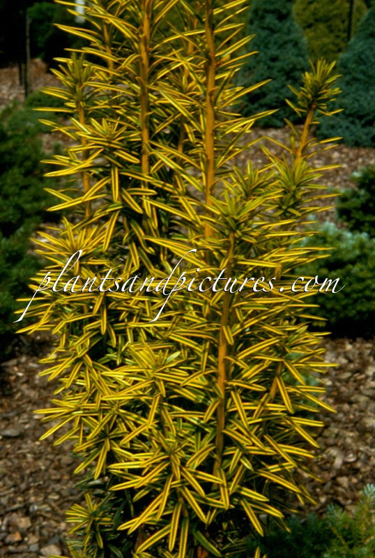 Taxus baccata ‘Krzysztof’