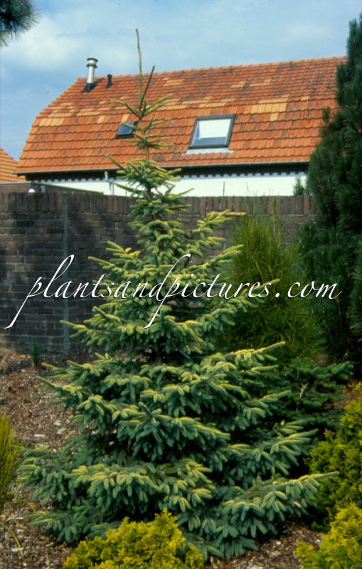 Picea mariana ‘Aurea’