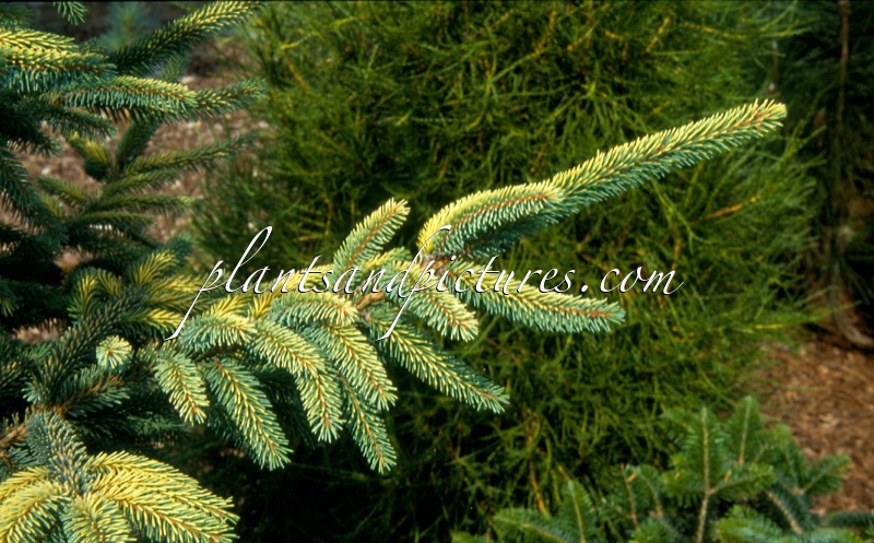 Picea mariana ‘Aurea’