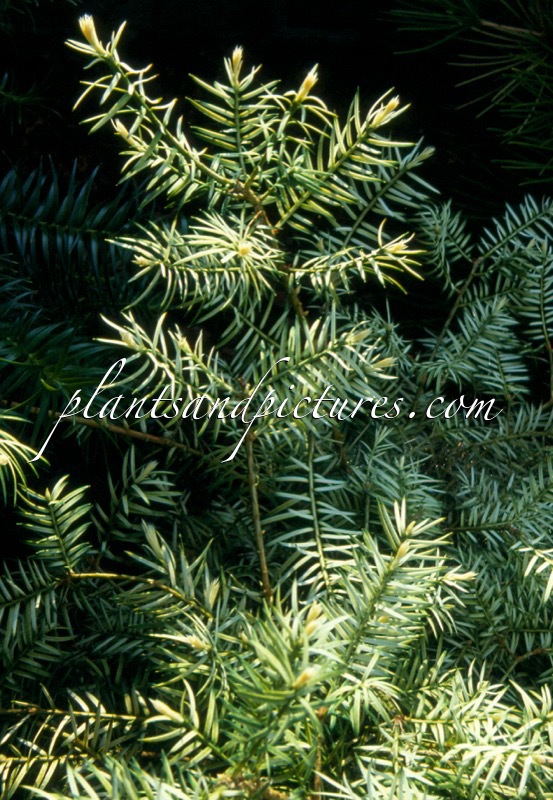 Torreya nucifera ‘Variegata’