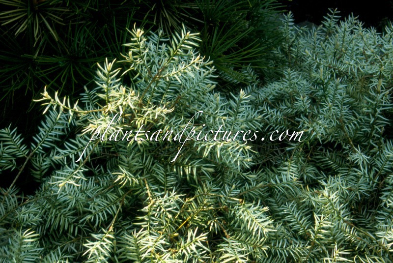 Torreya nucifera ‘Variegata’