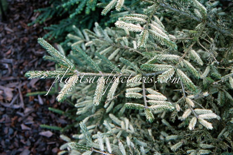 Picea orientalis ‘Silver Flush’