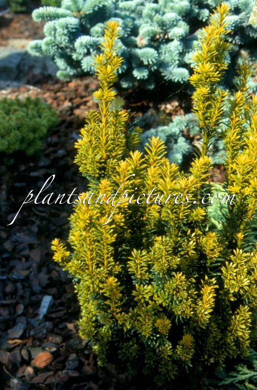 Taxus baccata ‘Goldener Zwerg’