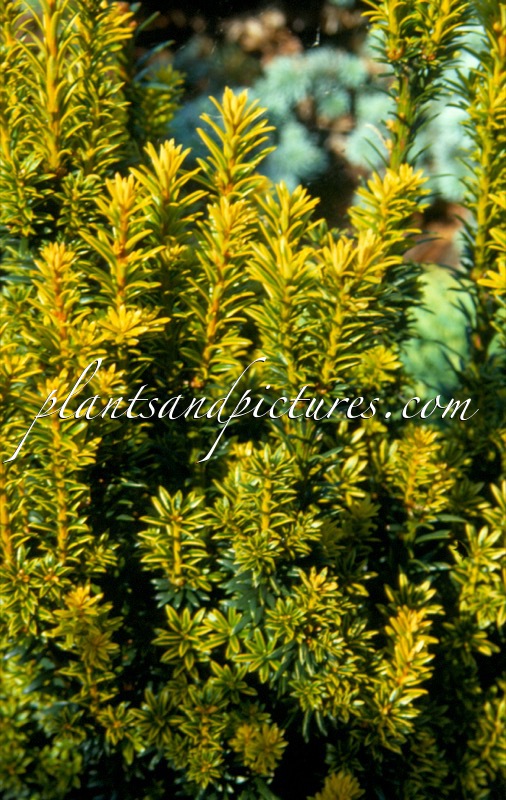 Taxus baccata ‘Goldener Zwerg’