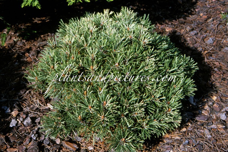Pinus mugo ‘Frosty’