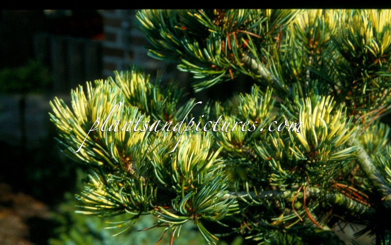 Pinus parviflora ‘Fukai’