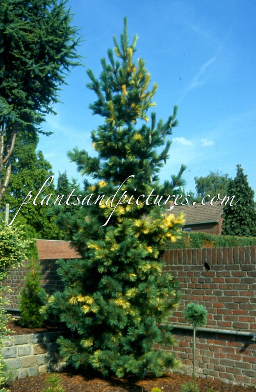 Pinus peuce ‘Aureovariegata’