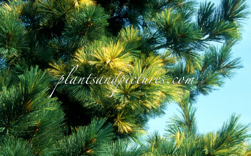 Pinus peuce ‘Aureovariegata’