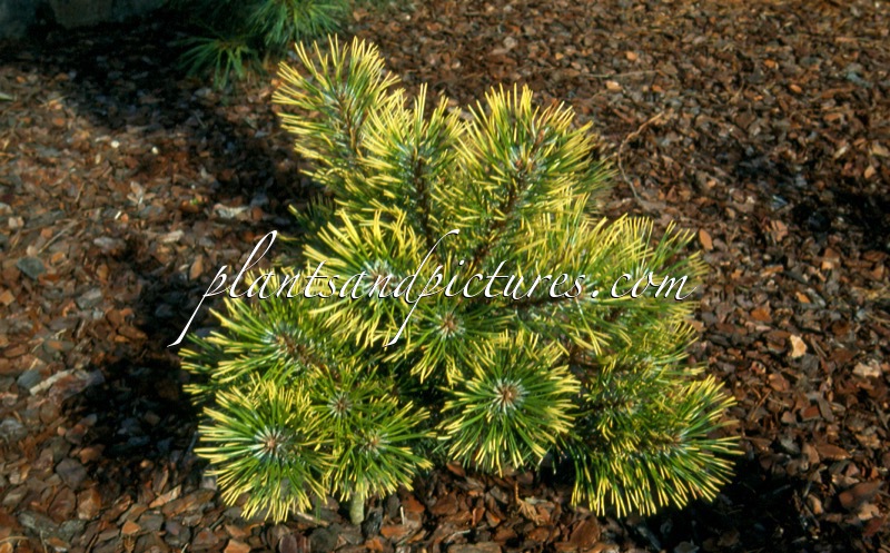 Pinus mugo ‘Chameleon’