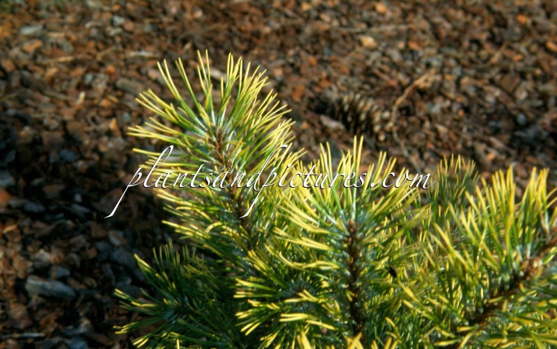 Pinus mugo ‘Chameleon’