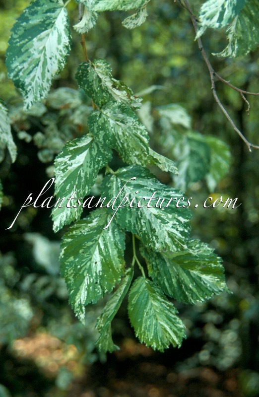 Ulmus minor ‘Variegata’