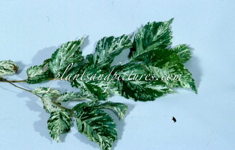 Ulmus minor ‘Variegata’