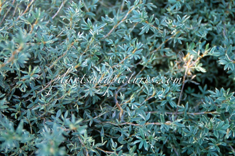 Potentilla fruticosa ‘Silvery Moon’