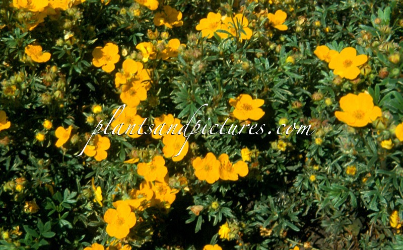 Potentilla fruticosa ‘Chilo’