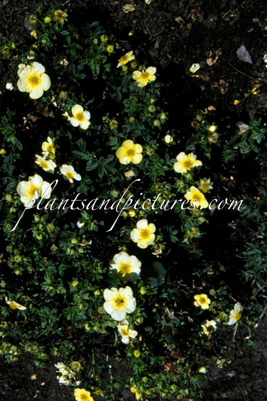 Potentilla fruticosa ‘Janet’