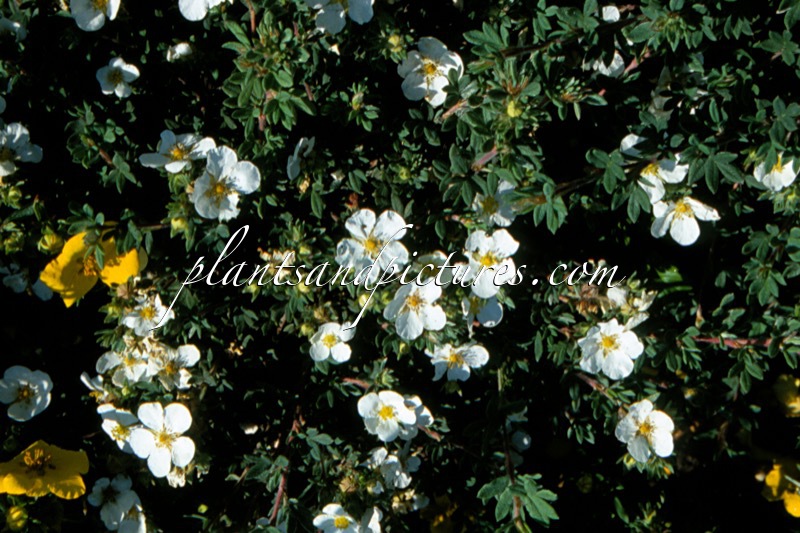 Potentilla fruticosa ‘Manchu’