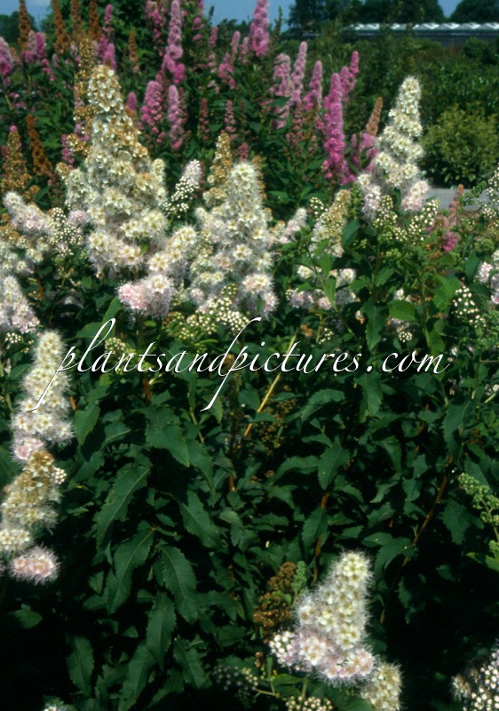 Spiraea salicifolia ‘Pink Innocence’