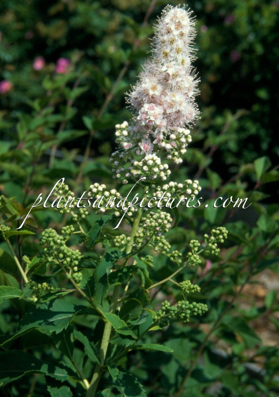 Spiraea salicifolia ‘Pink Innocence’
