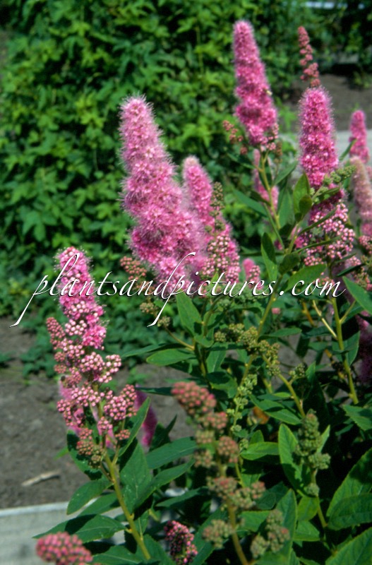 Spiraea billiardii ‘Triumphans’